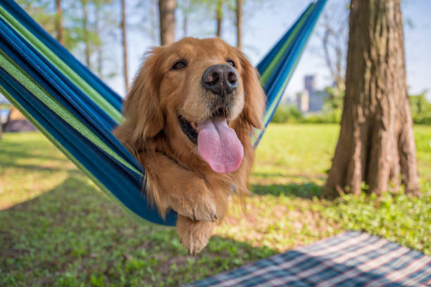 istock Golden retriever lying on a hammock 1218902990