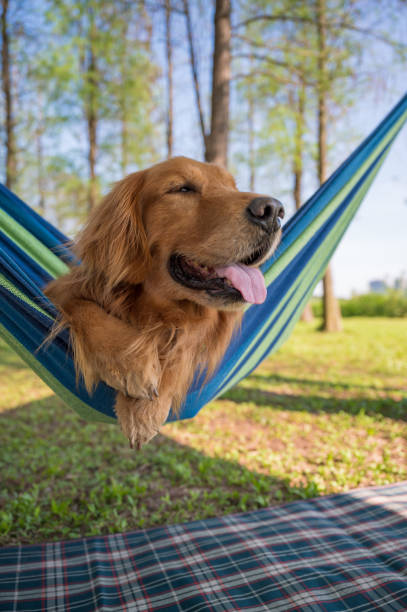 istock Golden retriever lying on a hammock 1218902991