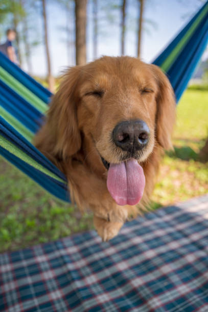 istock Golden retriever lying on a hammock 1218902994