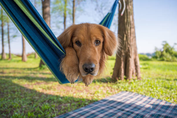 istock Golden retriever lying on a hammock 1218902996