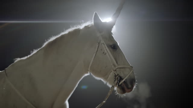 Unicorn. White Horse In The Dark.