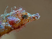 pygmy-pipehorse-zwerg-nadelpferdchen.jpg?b=1&s=170x170&k=20&c=ReSiOhA6sO_QA-tTPdhdtArQg5XjvauiS1vBE6J0iSs=