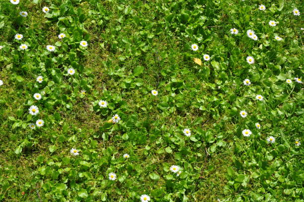istock White flowers spring meadow. Daisies in the meadow 1218903704