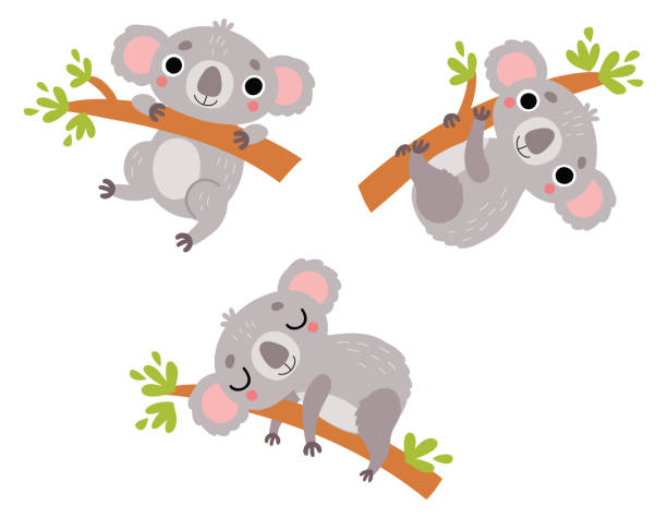 かわいいコアラ、ベクター文字セット - koala australia animal isolated点のイラスト素材／クリップアート素材／マンガ素材／アイコン素材