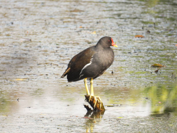 Common moorhen Common moorhen is a water bird without webbed feet.It sometimes walks on lilypads to forage for food.Fledging time of young is 70-100% longer than some landbirds,meaning they need more parental care. moorhen bird water bird black stock pictures, royalty-free photos & images