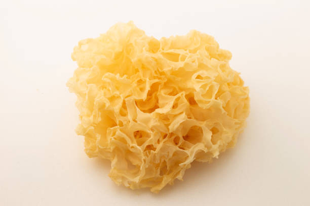 흰 말린 나무 귀 버섯