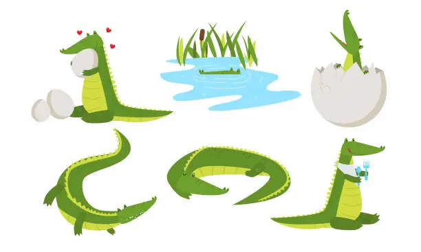 Vector illustration of Funny crocodile animals living in swamp and giving birth