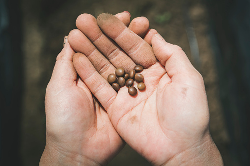 Woman doing farm work.