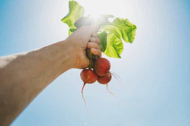 Harvesting red radishes from the garden
