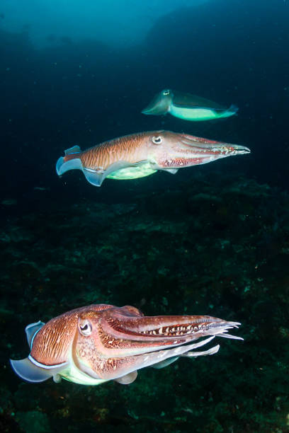 istock Mating Cuttlefish on a coral reef at dusk (Richelieu Rock) 1218906383
