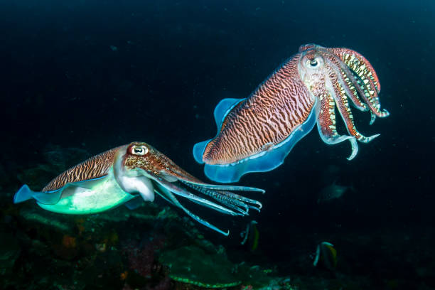istock Mating Cuttlefish on a coral reef at dusk (Richelieu Rock) 1218906515