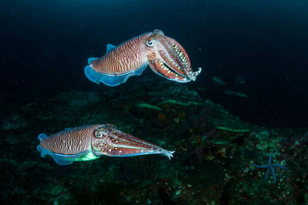 istock Mating Cuttlefish on a coral reef at dusk (Richelieu Rock) 1218906602