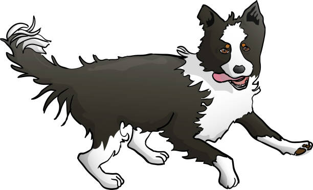 Border Collie funny vector cartoon illustration A playful and cute vector illustration of a border collie border collie drawing stock illustrations