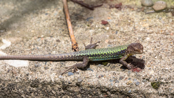 istock Green Lizard sits on a stone under the sun 1218907540