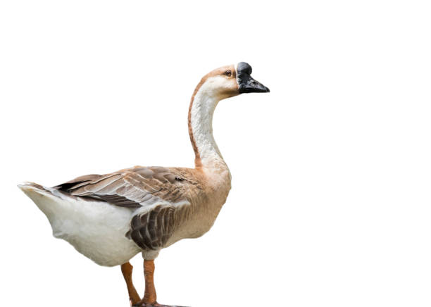 istock Image of african goose on white background. Animal. 1218908620