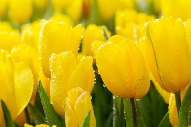 Tulip in macro