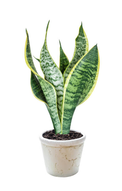 istock House plant Sansevieria 1218911536
