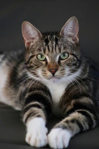 istock American shorthair cat portrait 1218913744
