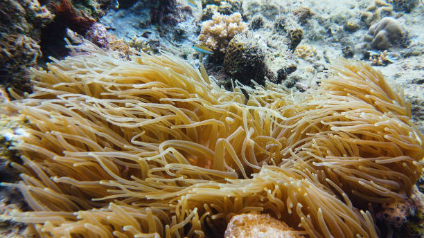 istock Sea anemone and clown fish 1218914495
