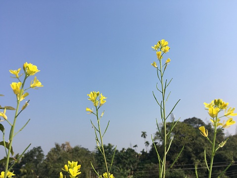 Mustard Green is grown extensively in India specially during Winter Season. It’s leaves are used as food.