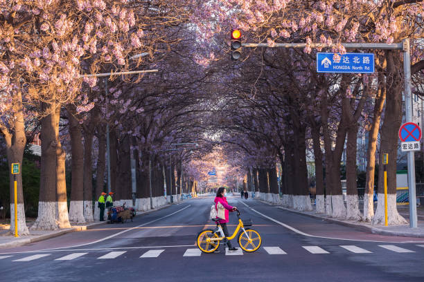 las flores de paulownia florecen a ambos lados de la carretera en beijing, china en primavera, y las mujeres que llevan máscaras cruzan la acera - beijing traffic land vehicle city street fotografías e imágenes de stock