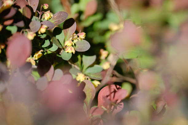 a brightly lit branch of a flowering barberry with a rich color against the background of the plant's blurred foliage in the foreground - sky brightly lit branch bud imagens e fotografias de stock