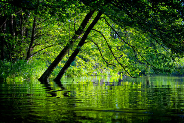 istock Holidays in Poland - canoeing on the Drawa River 1218916459