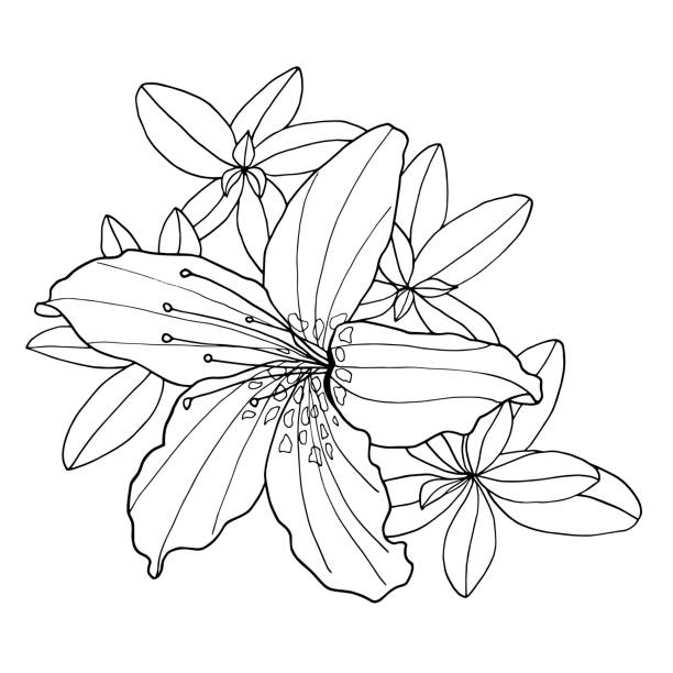 Outline decorative Rhododendron flower and leaves. Coloring book vector illustration. Botanical hand drawn black and white contour monochrome illustration for coloring page, greeting card, invitation, print design, textile. Outline decorative Rhododendron flower and leaves. Coloring book vector illustration. Botanical hand drawn black and white contour monochrome illustration for coloring page, greeting card, invitation, print design, textile azalea stock illustrations