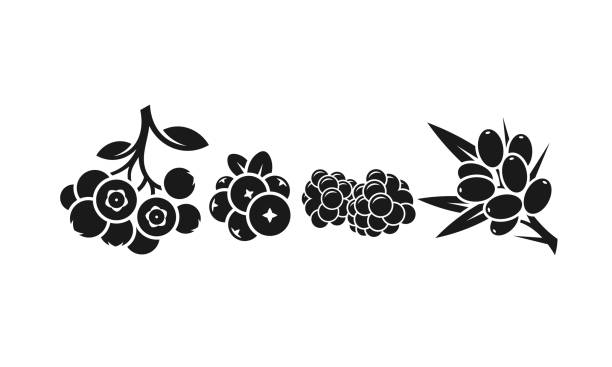 ilustrações de stock, clip art, desenhos animados e ícones de berries. healthy food. isolated blueberry cranberry blackberry and sea buckthorn berry - blackberry bush plant berry fruit
