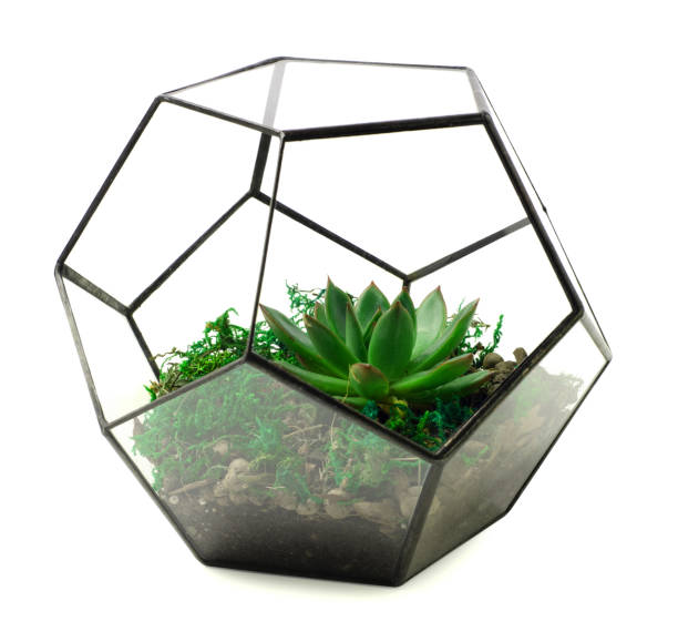 istock Glass florarium vase dodecahedron with succulents 1218918275