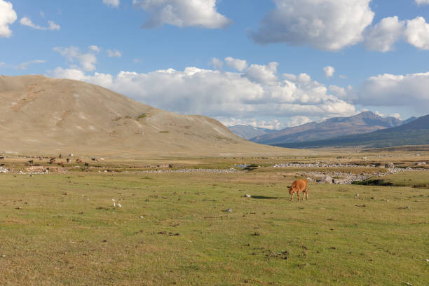 istock Mongolia landscape. Altai Tavan Bogd National Park in Bayar-Ulgii 1218918618