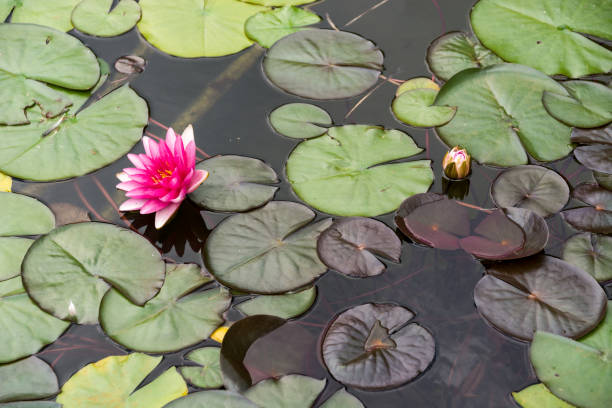 istock Beautiful  waterlily in a pond, sunny summer day 1218920126