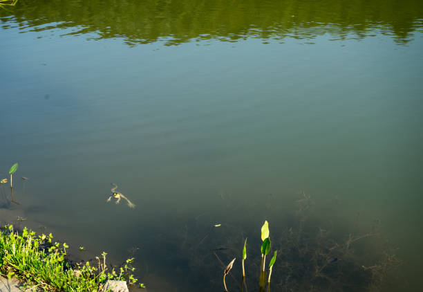 Beautiful  waterlily in a pond, sunny summer day