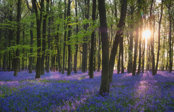 istock Bluebells In An English Beechwood 1218920326