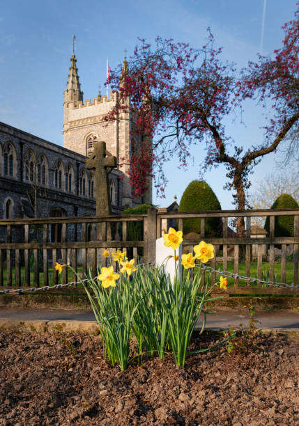 istock Daffodils And The Church, Beaconsfield 1218920527