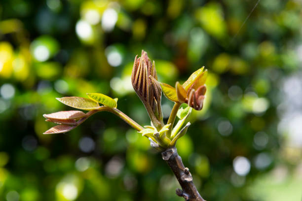 In the spring the branches grow on a walnut tree