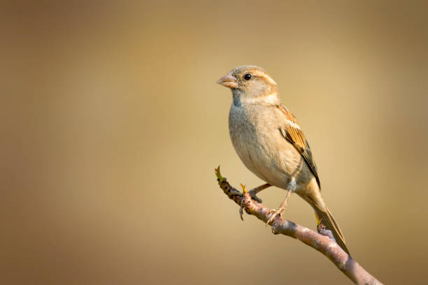 istock Image of sparrow on a tree branch on nature background. Bird. Animals. 1218923257