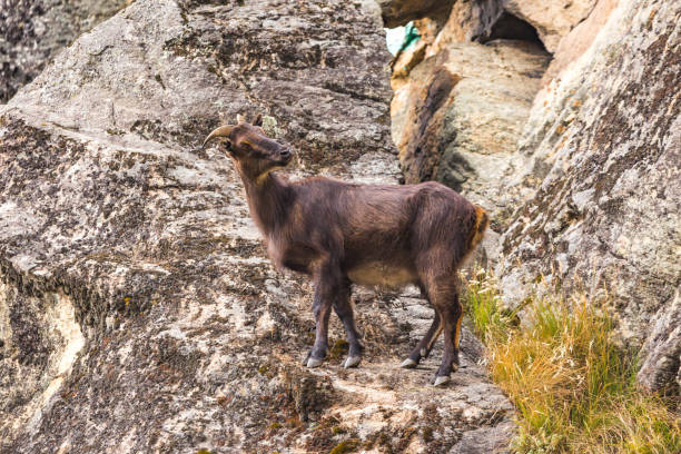 istock Mountain goat on the rocks. Nepal 1218923341