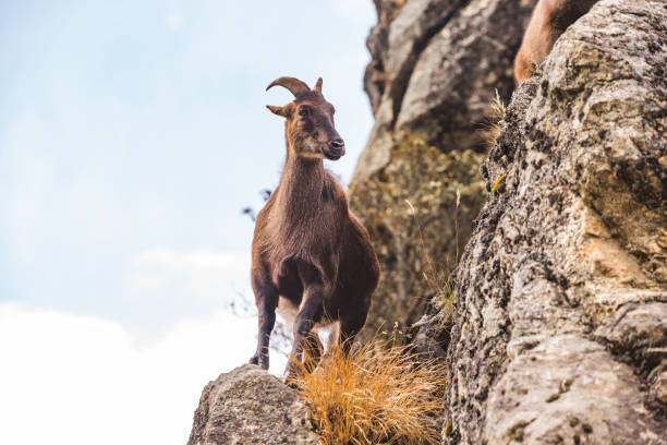 istock Mountain goat on the rocks. Nepal 1218923601
