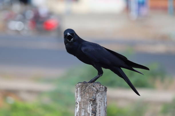 istock side view of carrion or common crow ( himalayas corvus) looking at the camera, bird background 1218926411