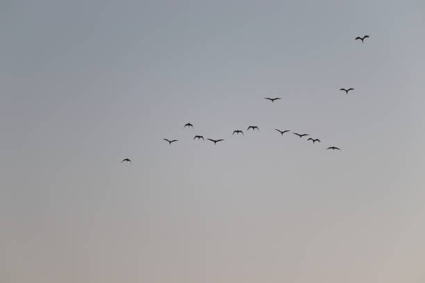 istock group of great egrets ( white heron) flying in the sky , birds background 1218926735