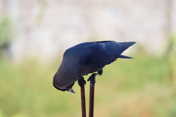 Close up view of a Jackdaw bird on a meadow.
