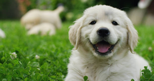 子犬ゴールデンレトリバーは、彼らがスローモーションで草の中で転がって実行し、血統を演奏して繁殖します。 - 子犬 ストックフォトと画像