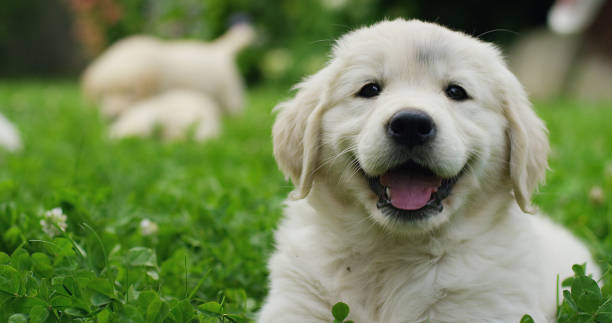 Puppies Golden Retriever breed with pedigree playing, running they roll in the grass in slow motion. Puppies Golden Retriever breed with pedigree playing, running they roll in the grass in slow motion. concept of softness, love of animals, family, puppies and dog. animal family photos stock pictures, royalty-free photos & images