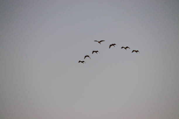 istock seven great egrets ( white heron) flying in the sky, , birds background 1218928794