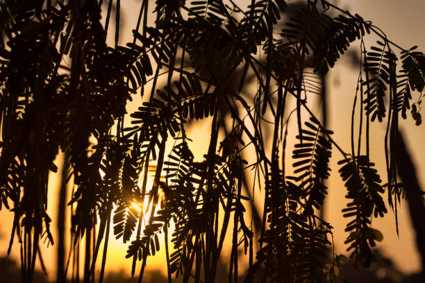 Silhouette of plant at sunset in sunlight. Skyline of fern plant with orange sky during sunset as background.