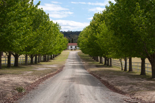Dirt country road lined by trees Scene from around Mogo, Australia tree lined driveway stock pictures, royalty-free photos & images