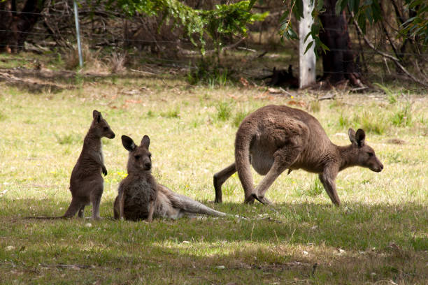 istock Group of kangaroos resting on grass 1218929995