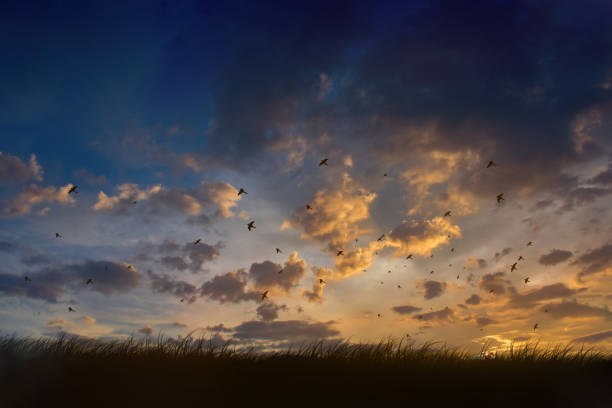 istock Evening sky,Amazing Colorful sky and Dramatic Sunset,Silhouette birds flying sky. 1218932132