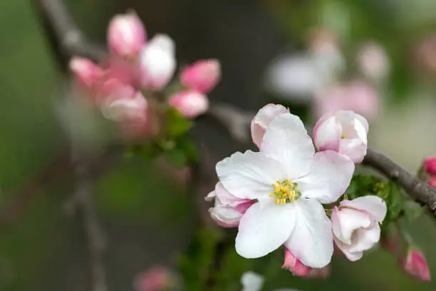 Apple blossoms macro shot with shallow depth of field